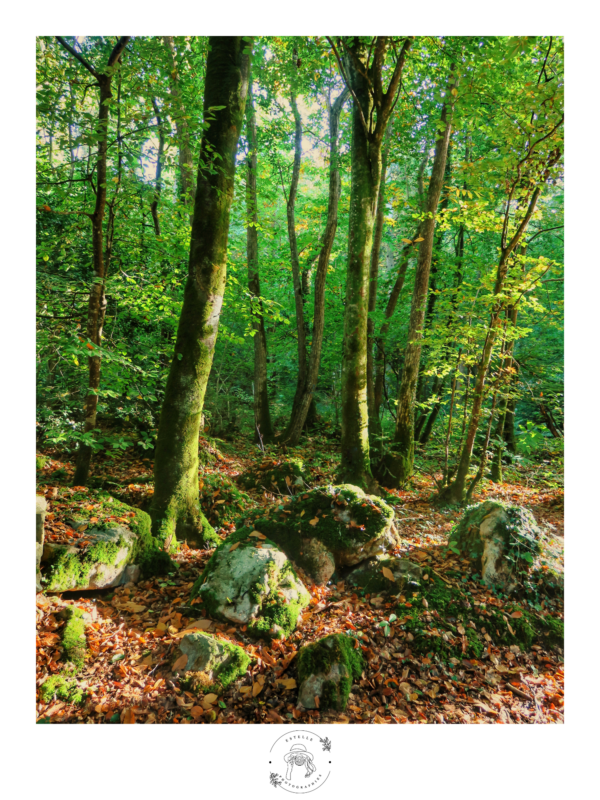 Affiche Nature – Photographie n°1 – 30×40